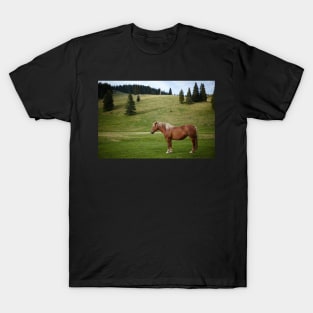 Brown horse on a pasture T-Shirt